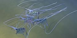 African Pomona Fish - juveniles. They think they try to look like jellies to avoid predators.